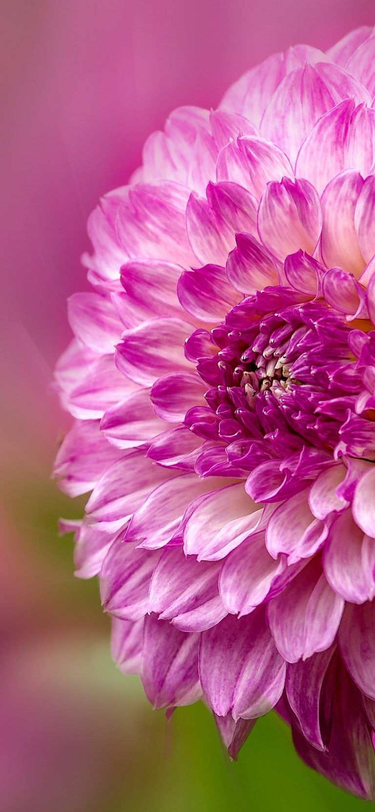 768x1664  huawei Y9 Prime Wallpapers - обои Cave