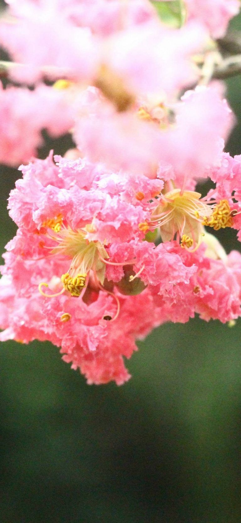 768x1664   huawei y9, y9 Prime Wallpapers - Huawei Full HD 4K обои бесплатно Скачать 