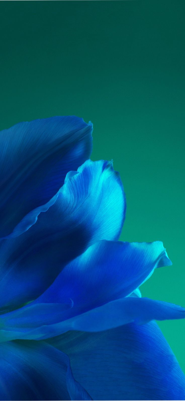 736x1594   Huawei P40 Обои - Обои Pave