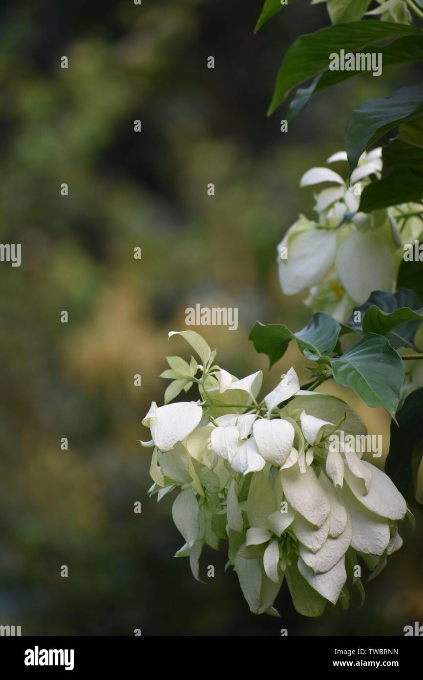 866x1390  flower Обои для мобильных High Resolution stock photography И Images - Alamy