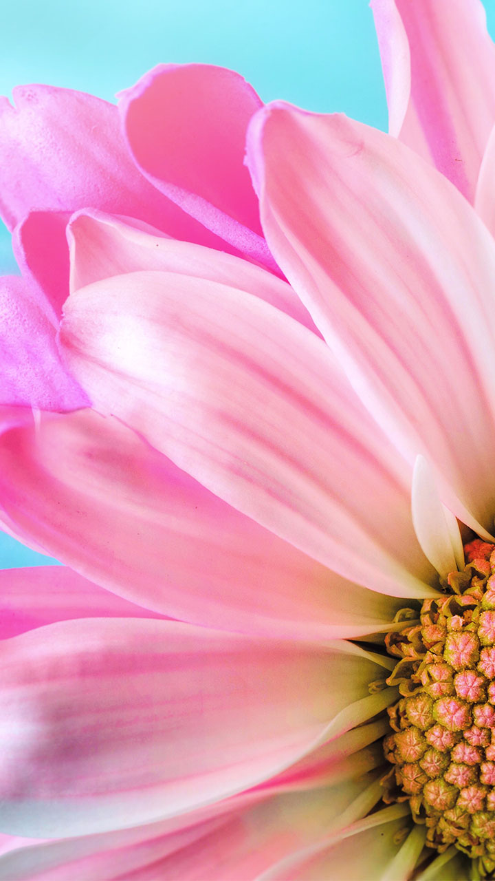 720x1280  die растение цветы над моей могилой - 1280x2120 обои - Teahub.io 