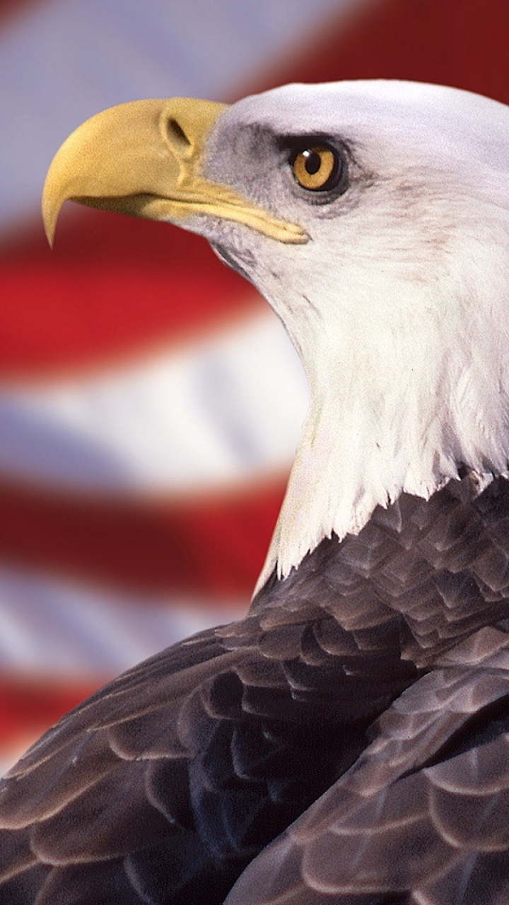 720x1280 Animal / Bald Eagle (720x1280) ID обоев: 184806 - Mobile Abyss