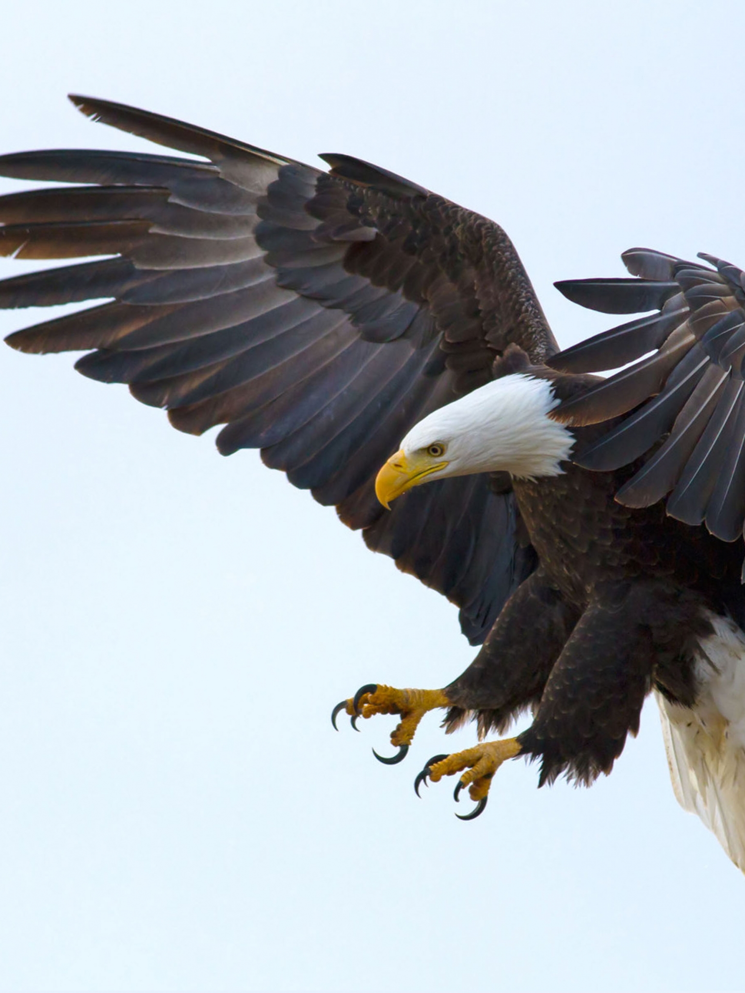 1536x2048 Бесплатно скачать обои Bald Eagle для мобильного телефона и ноутбука [3840x2400] для рабочего стола Мобильный планшет | Познакомьтесь с 69+ фоном белоголового орлана | Обои для рабочего стола Белоголовый орлан Заставки Обои для рабочего стола