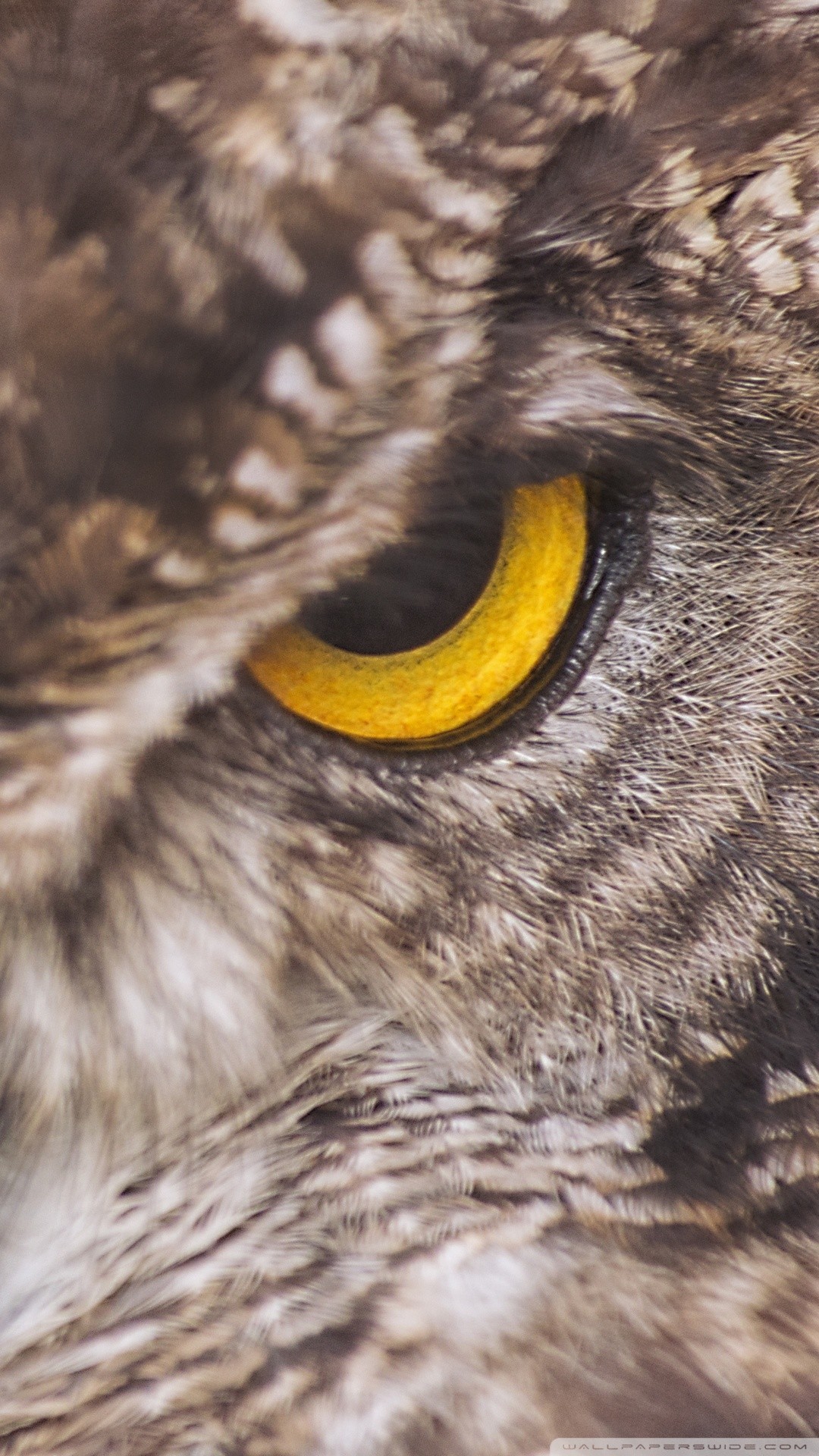 1080x1920 Бесплатно скачать обои для телефона Eagle Owl от smdrcsd [1080x1920] для рабочего стола Мобильный u0026 Tablet | Изучите 49+ рингтонов и обоев | Рингтоны и обои Verizon Рингтоны и обои Бесплатные обои Рингтоны 