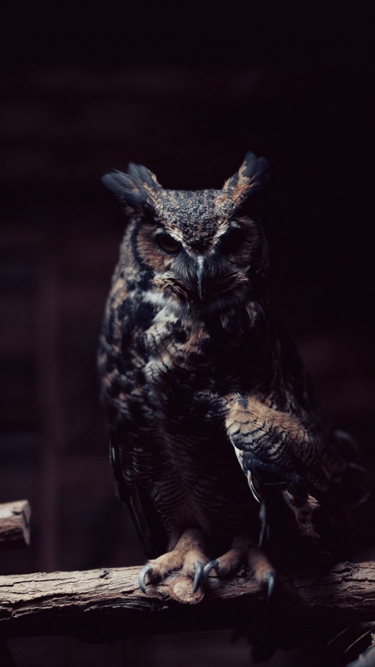 750x1334 Owl HD Wallpaper iPhone 6 / 6S - HD Wallpaper - Wallpapers.net 