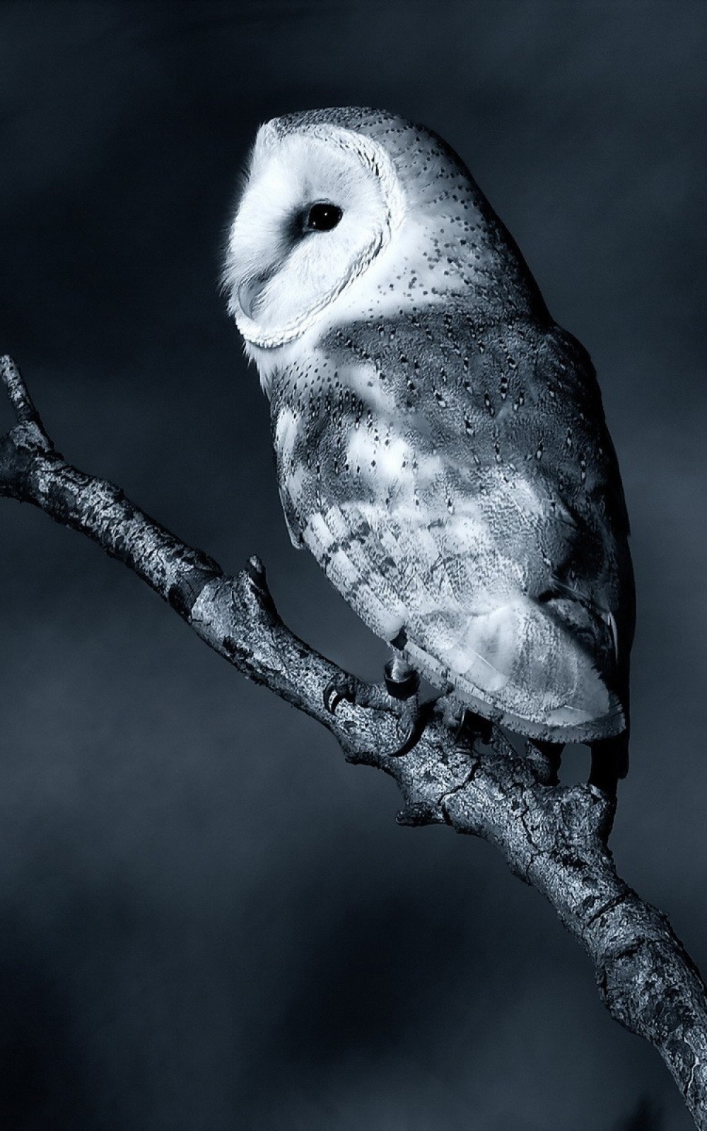 1000x1600 Birds Owls Mobile Wallpaper - Mobiles Wall