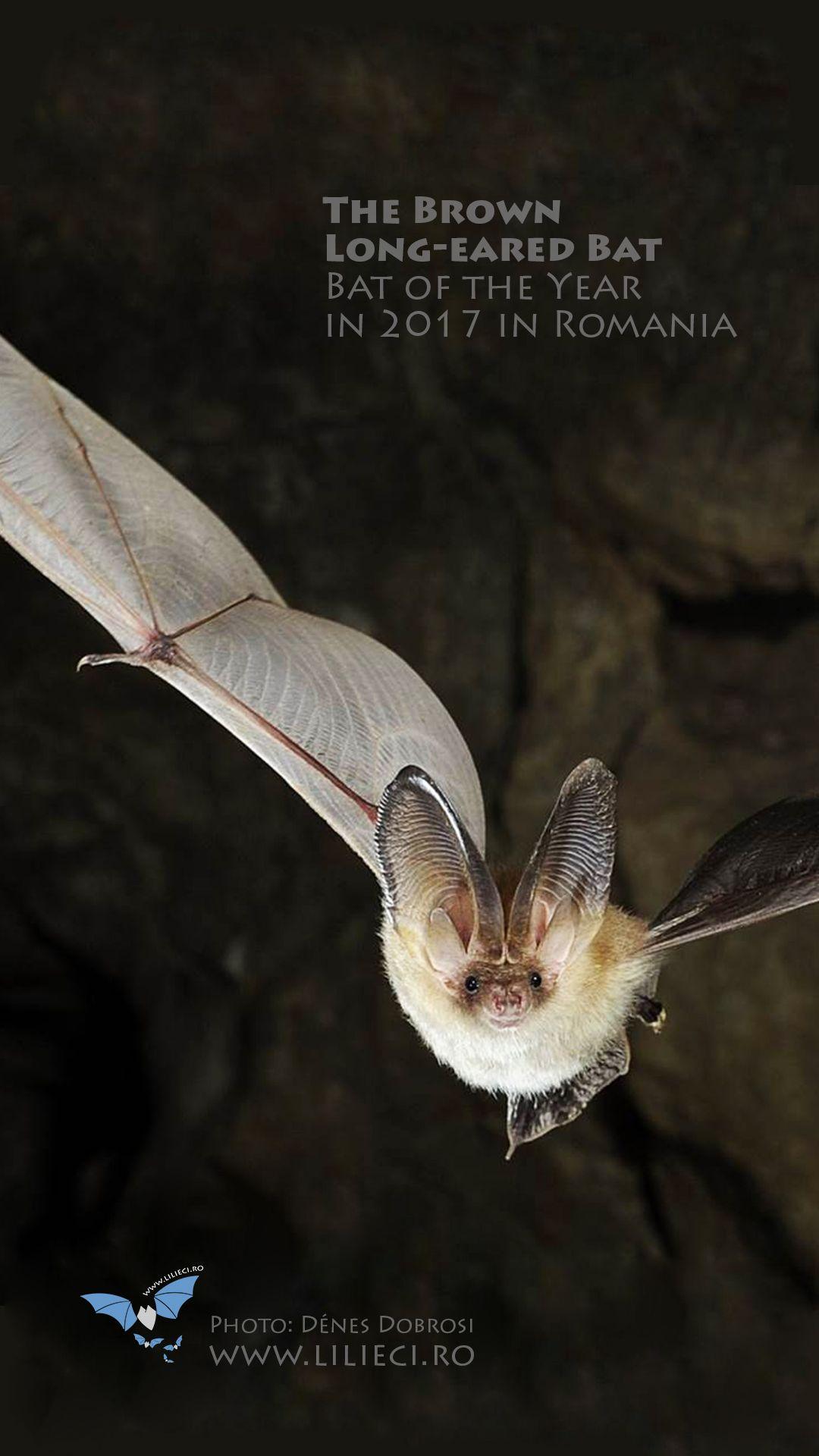 1080x1920  OZARK HENRY High Resolution Stock Photography и Images - Alamy