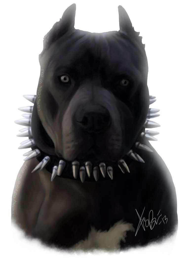 762x1048 Black Blue Pitbull Portrait Щенки черного питбуля Pitbull art Черный питбуль 