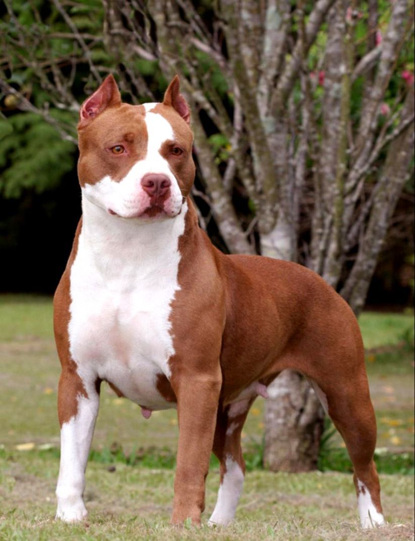 823x1073 American Pitbull Wallpapers - Лучшие бесплатные американские фоны Pitbull - WallpaperAccess