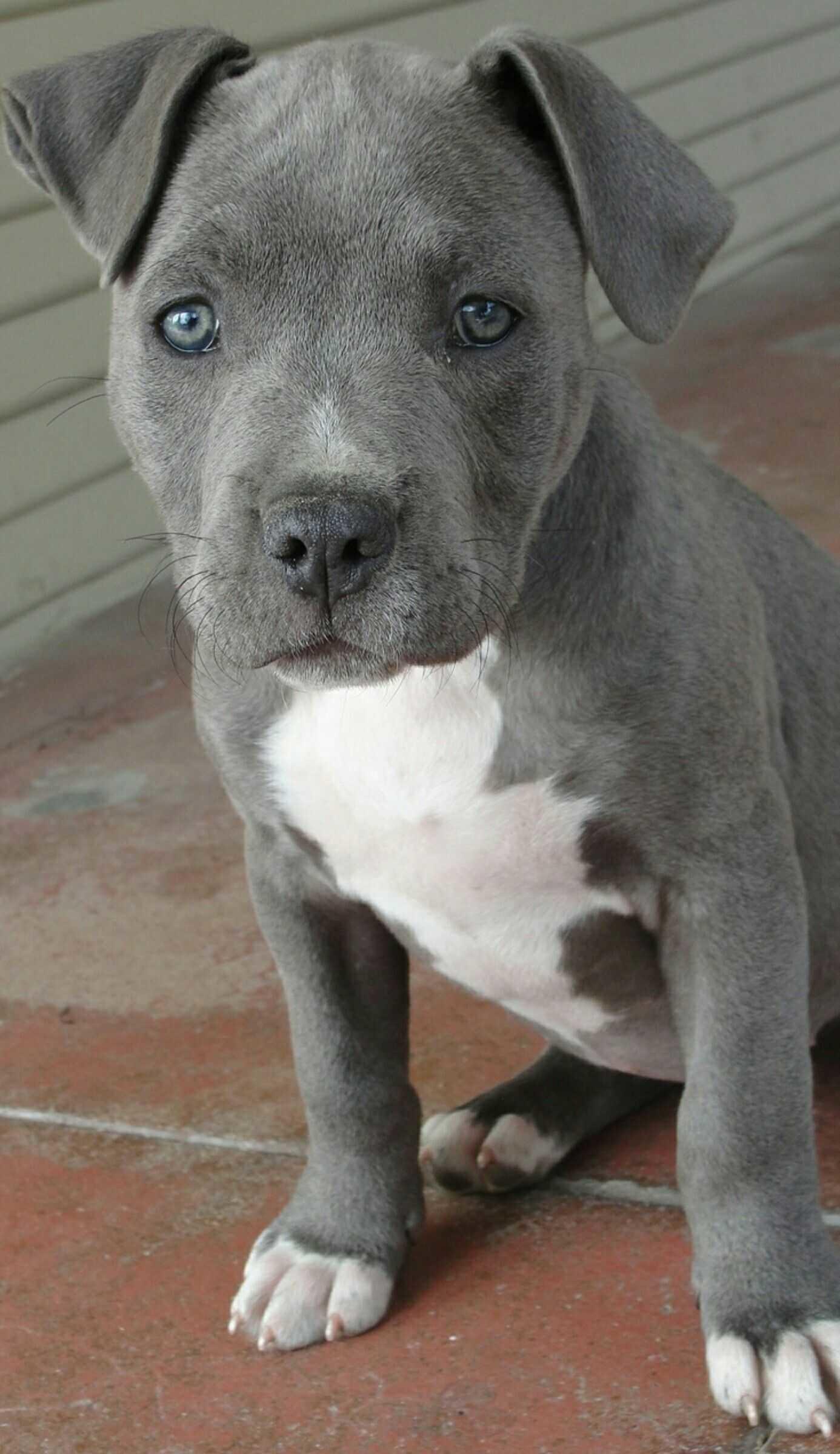 1386x2398 Blue Nose Pit Wallpapers - Wallpaper Cave