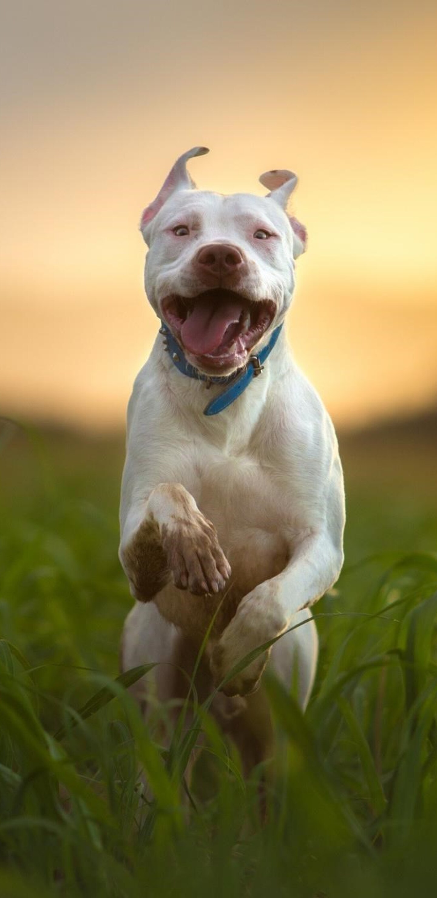 1440x2960 1440x2960 Глаза Pitbull Puppies For Sale Red - Baby Pitbull - 1900x2567 - Скачать HD обои - WallpaperTip