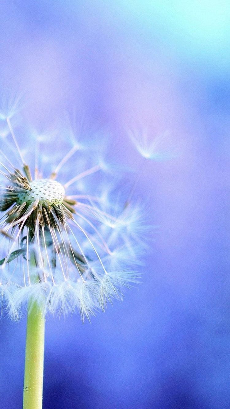 750x1334  Dandelion неполный iPhone 6 Wallpapers.jpg (750 × 1334) | Mælkebøtter 