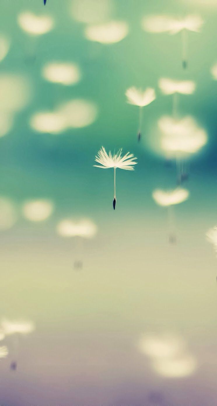 744x1392  Pin от Janine на телефоне в 2020 году | Обои с одуванчиком Обои для рабочего стола телефона Обои 