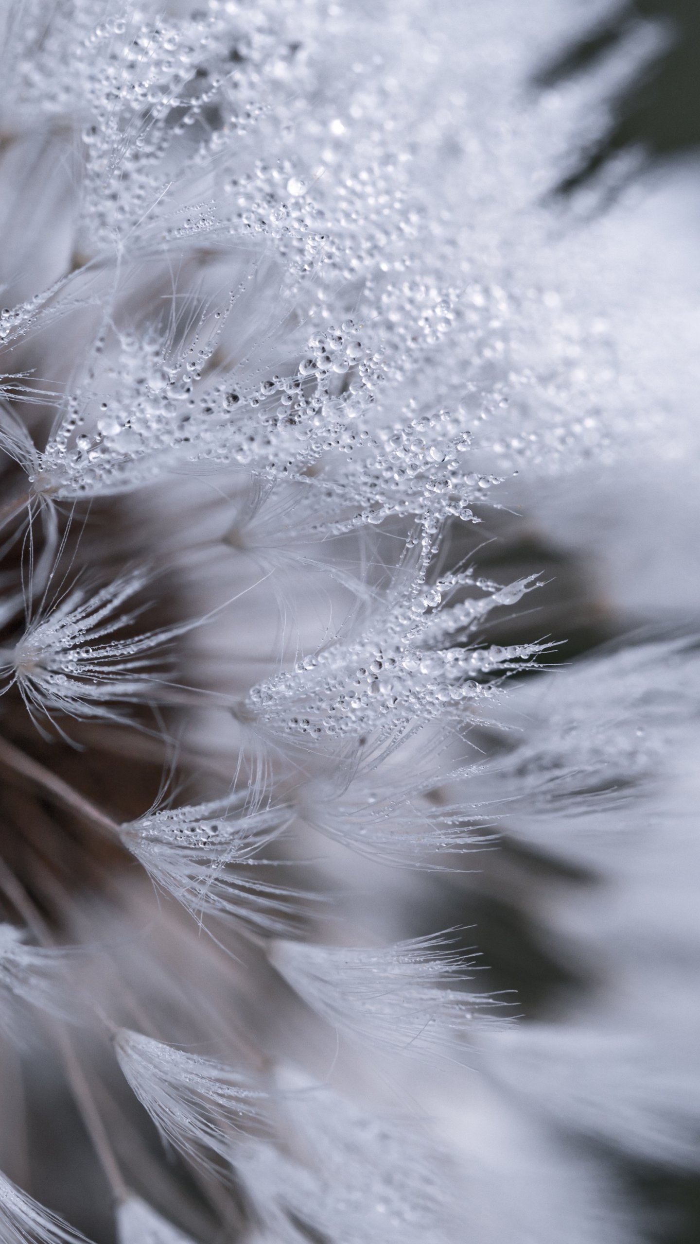 1440x2560  Dandelion With Dew Wallpaper - iPhone Android \ u0026 Фоны рабочего стола