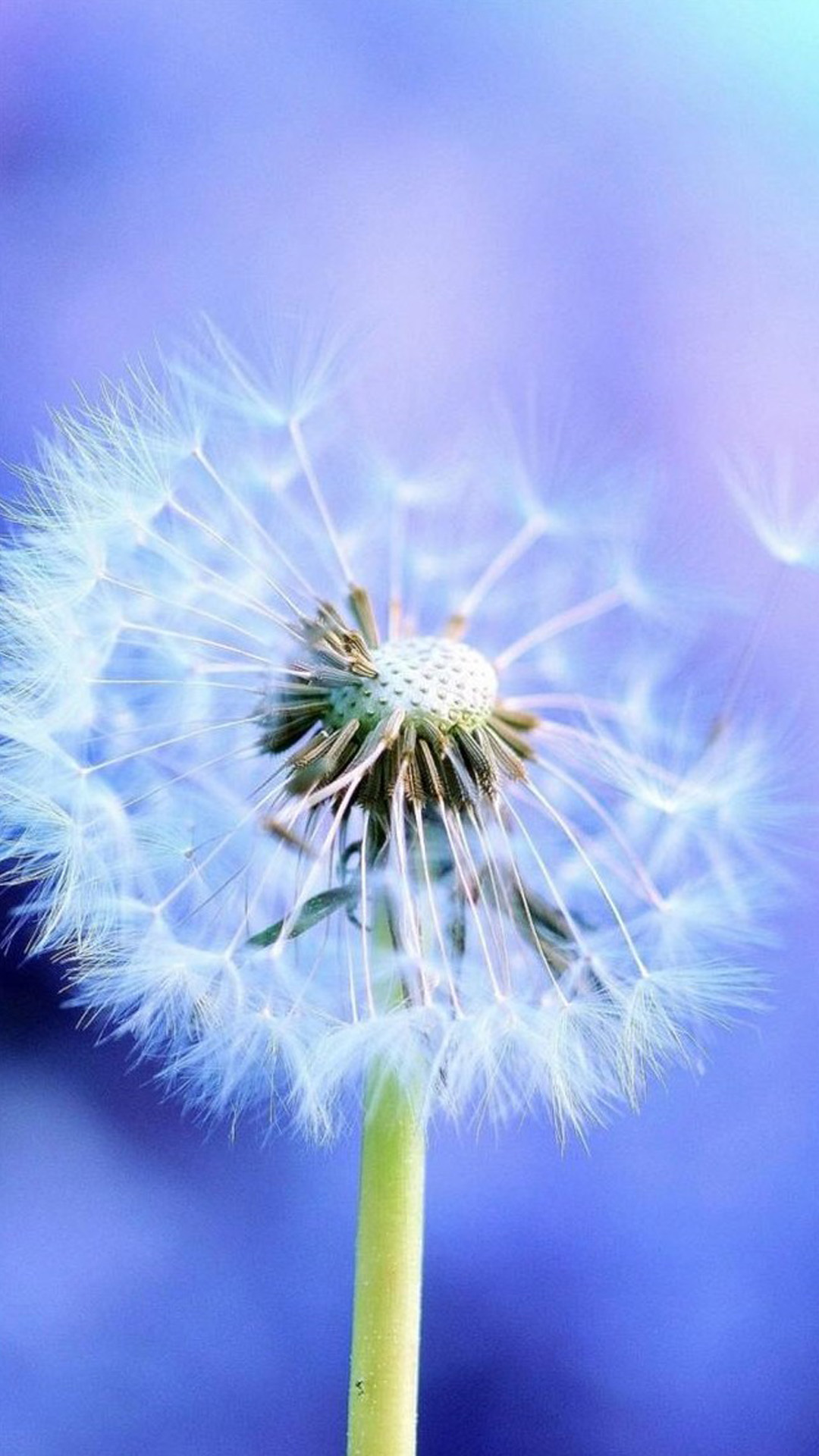 1080x1920  Best dandelion iPhone 8 Wallpapers HD