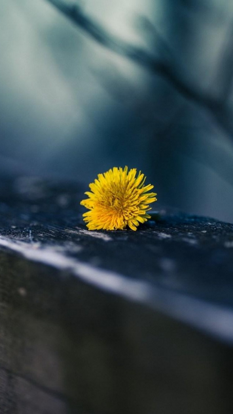 750x1334   Одуванчик Цветок Телефон Обои Hd - 750x1334 - Загрузить HD обои - WallpaperTip
