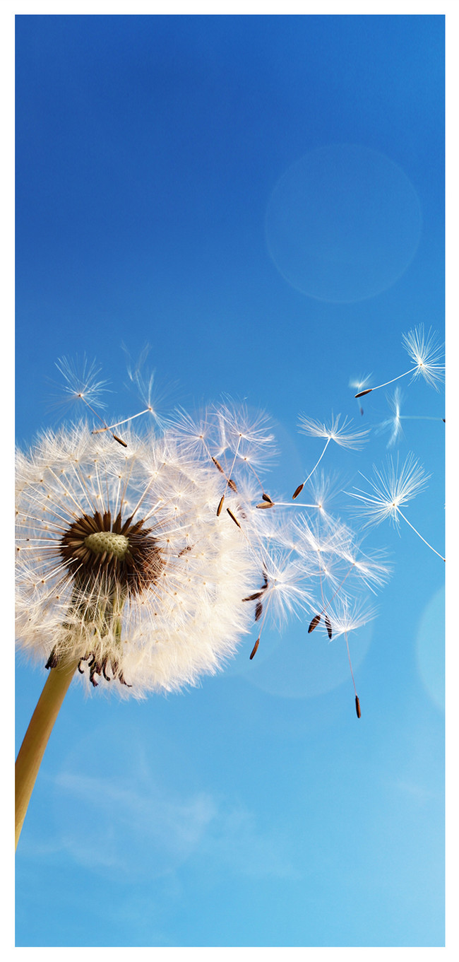 650x1361  Dandelion Mobile Wallpaper фоновые изображения скачать бесплатно-400734923 -Lovepik.com 
