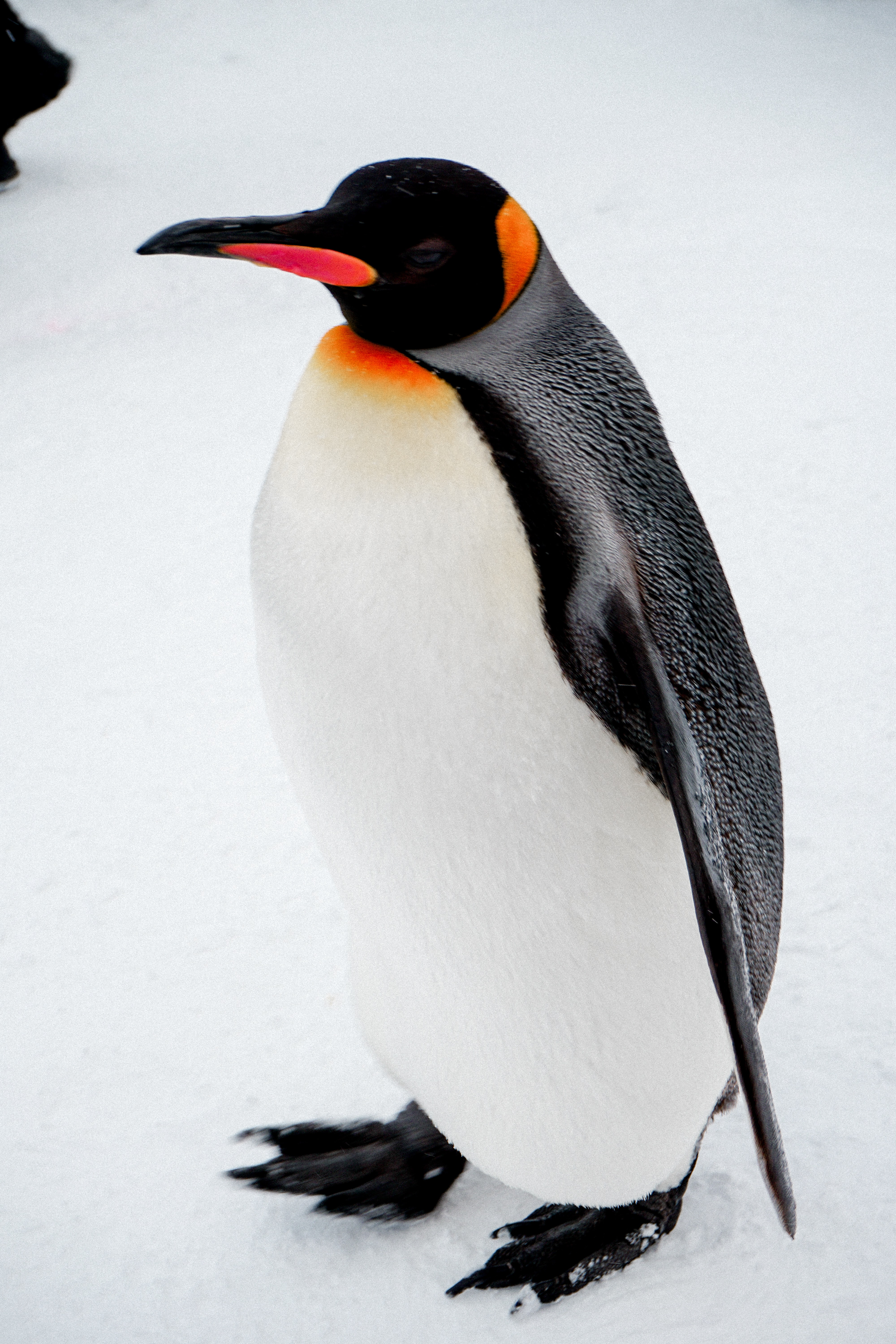 4000x6000  king Penguin Pictures | Скачать бесплатные изображения на обои unsplash