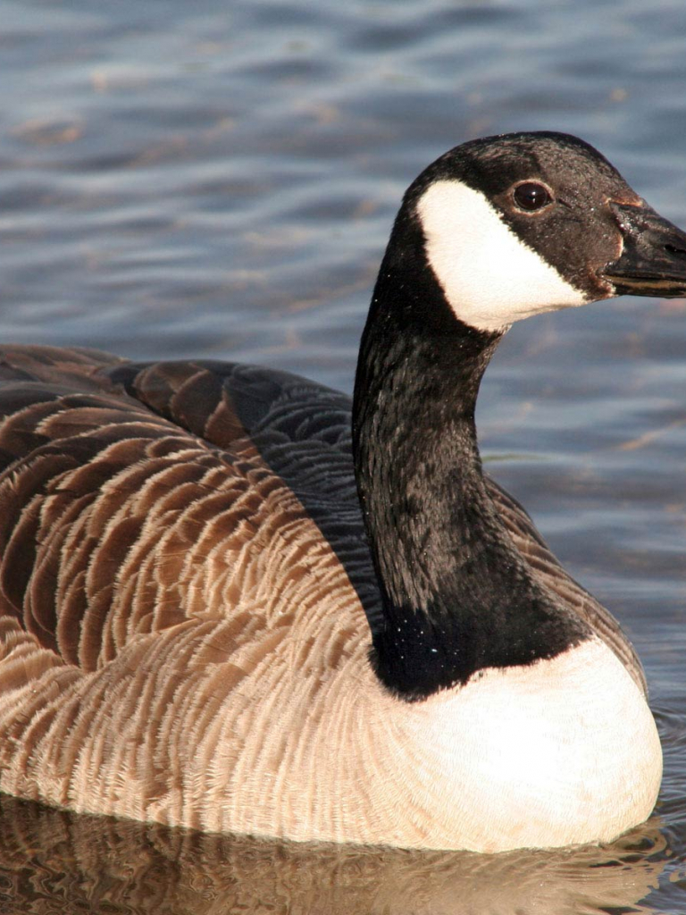 768x1024  SILLY GOOSE 1080P, 2K, 4K, 5K HD Обои Скачать бесплатно | Обои Flare