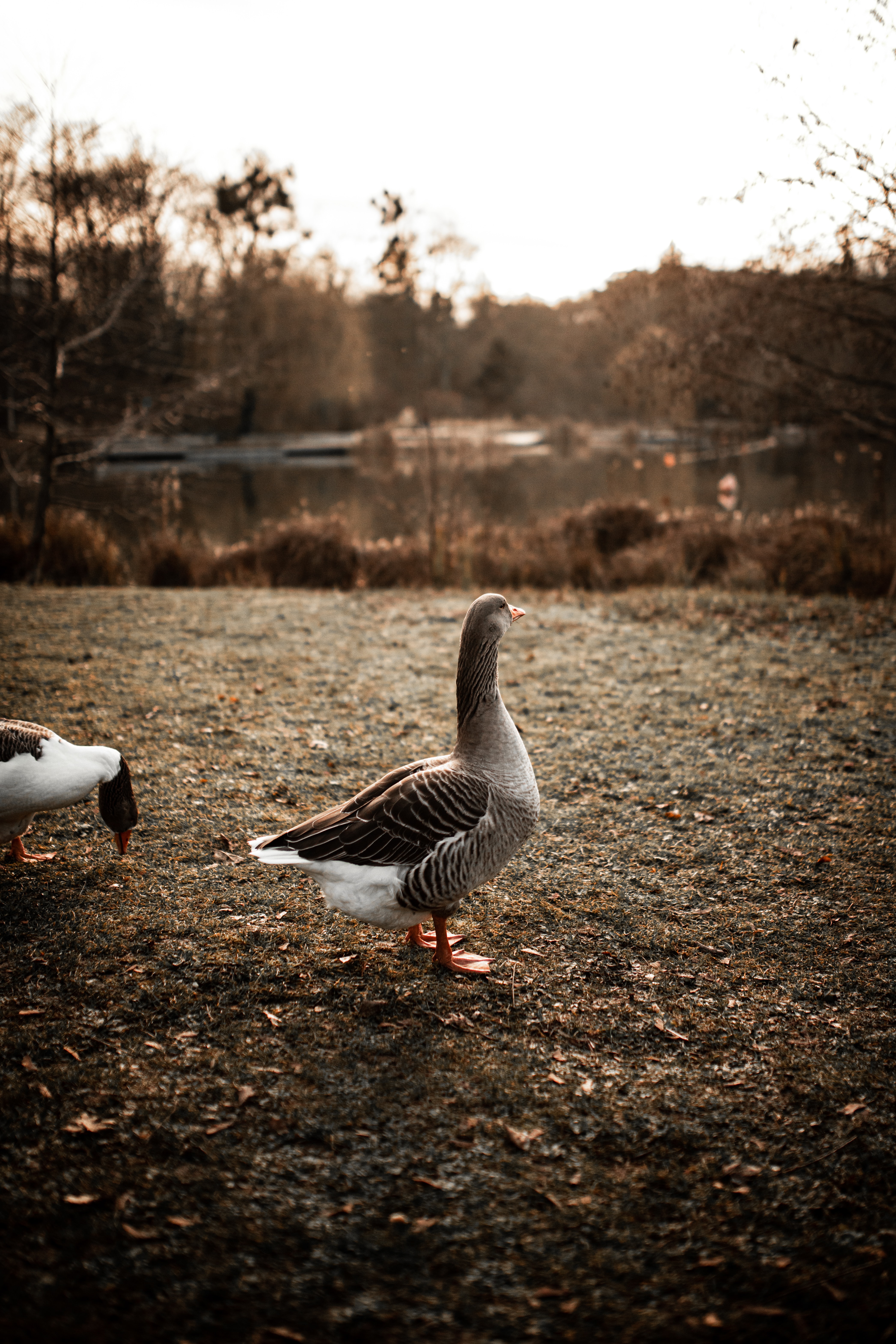 4187x6280  fantasy Goose - Mobile Abyss