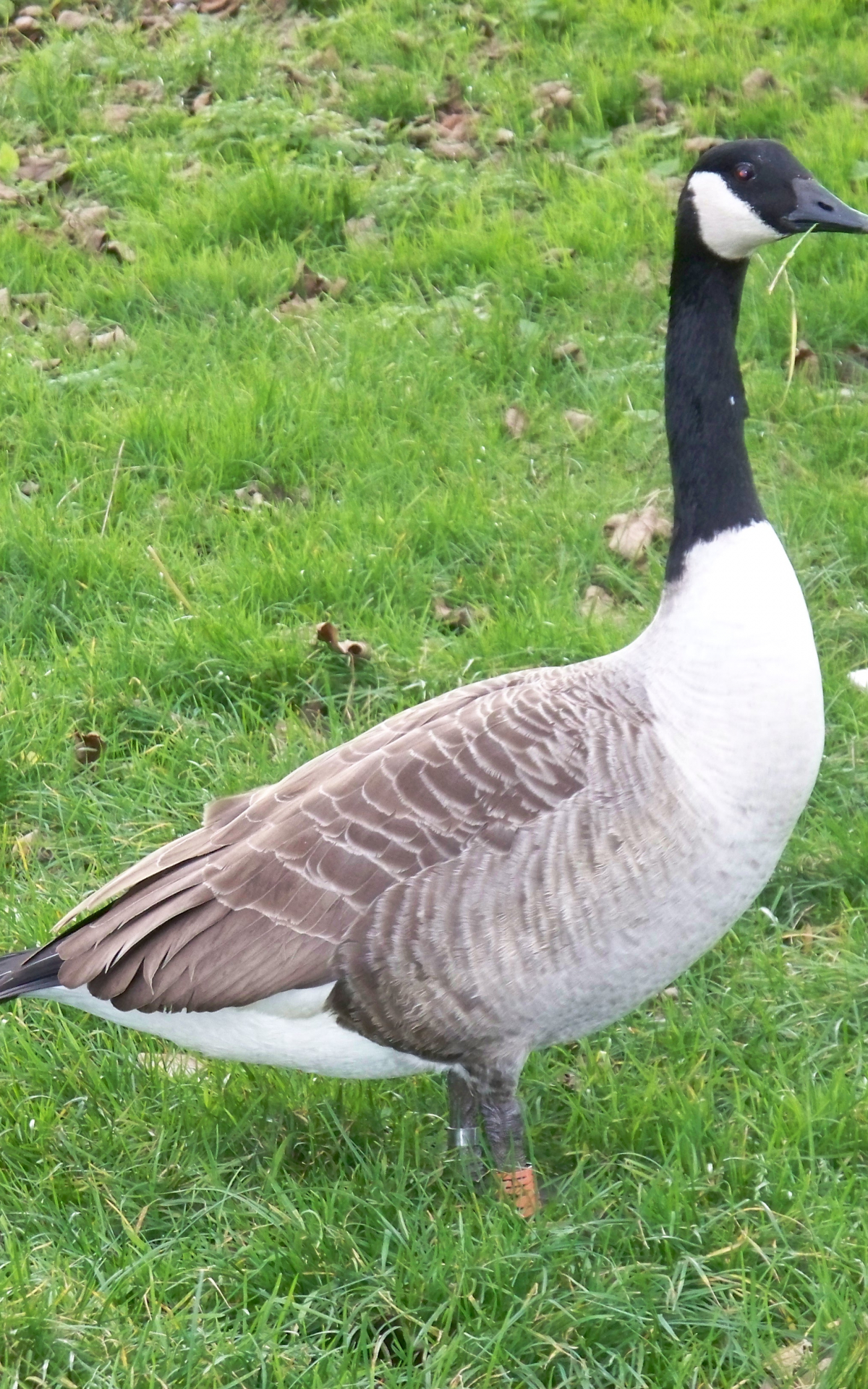 1200x1920  cute Goose Images | Бесплатные векторы, Стоковые Фотографии \ U0026 PSD