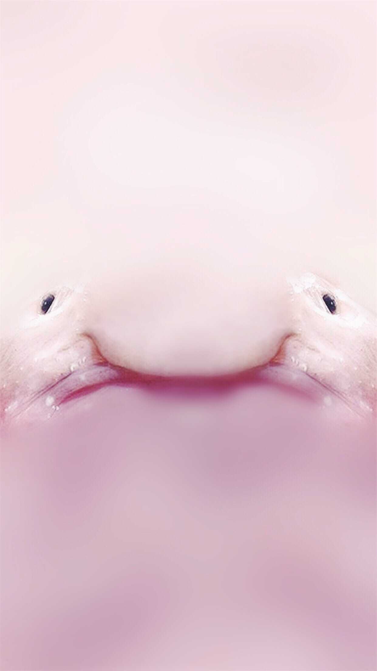 1242x2208  Blob Fish Walpapers - обои пещера 