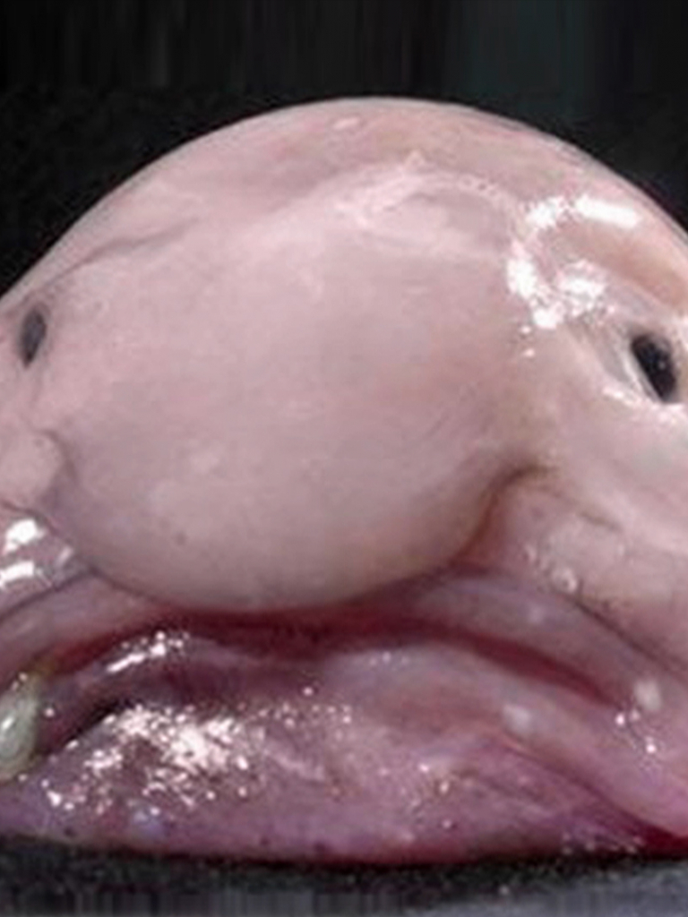 768x1024  pin Анжелы Кэтрин на обоях | Blobfish, Fish Wallpaper, Cool Wallpaper