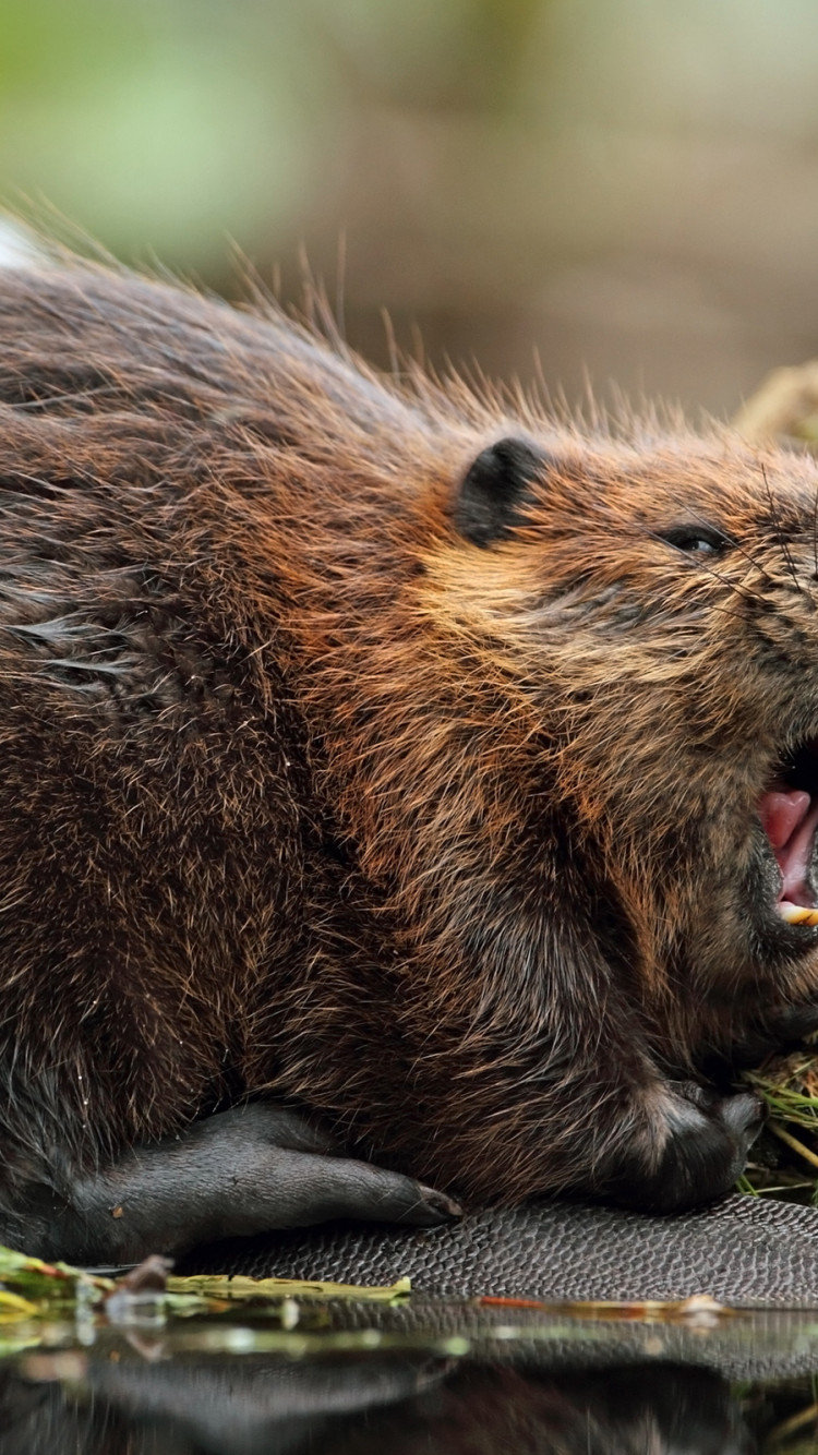 750x1334  nutria картинки | Скачать бесплатные изображения на unsplash