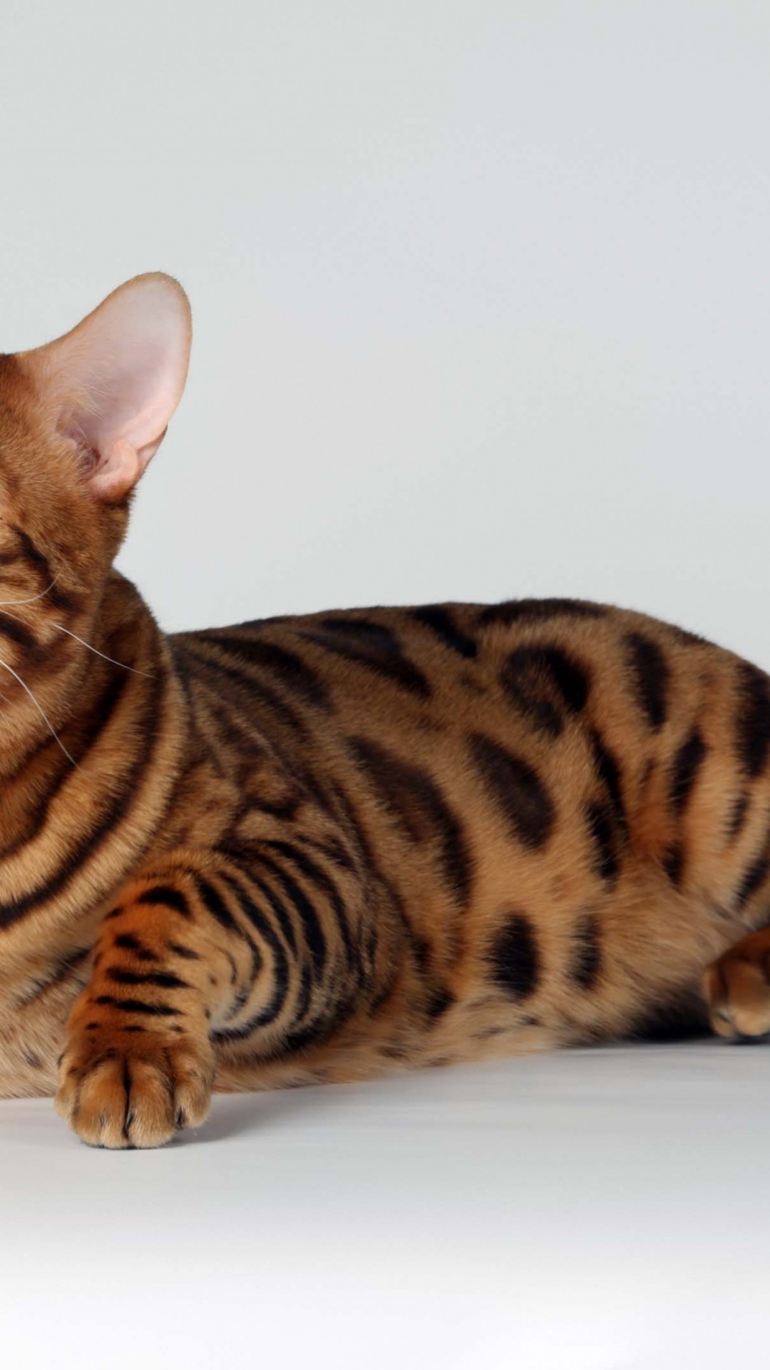 1080x1920   322296 кошка, животные, цифровое искусство, 4K Телефон HD Обои, изображения, фоны, фотографии и картинки - Редкая галерея HD обои 