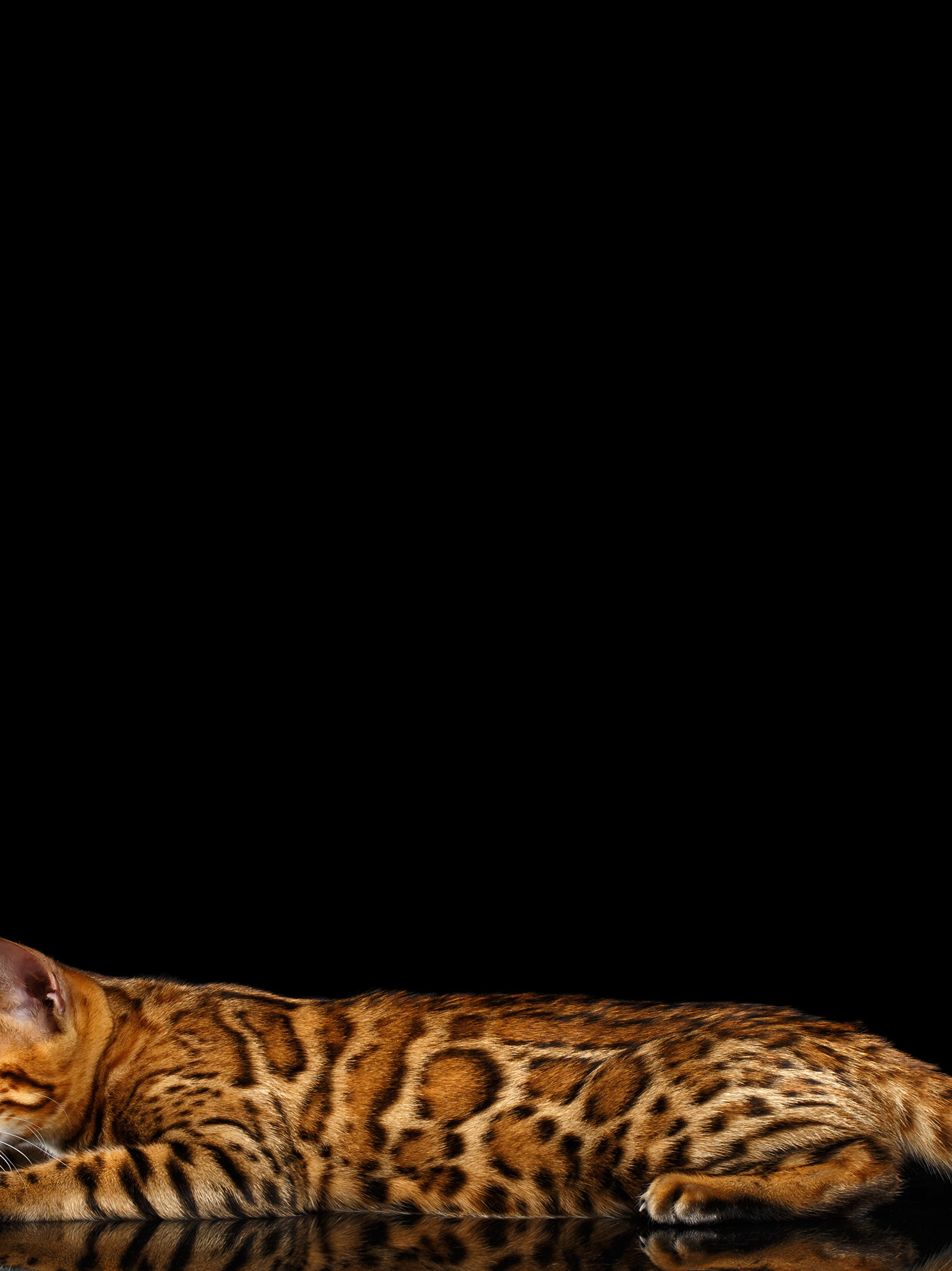 2048x2732   Скачать обои 1080x1920 Бенгальский кот, кошка, пара, леопардовый цвет Samsung Galaxy S4, S5, Note, Sony Xperia Z, Z1, Z2, Z3, HT… | Cat Breeds, Bengal Cat, Toyger Cat