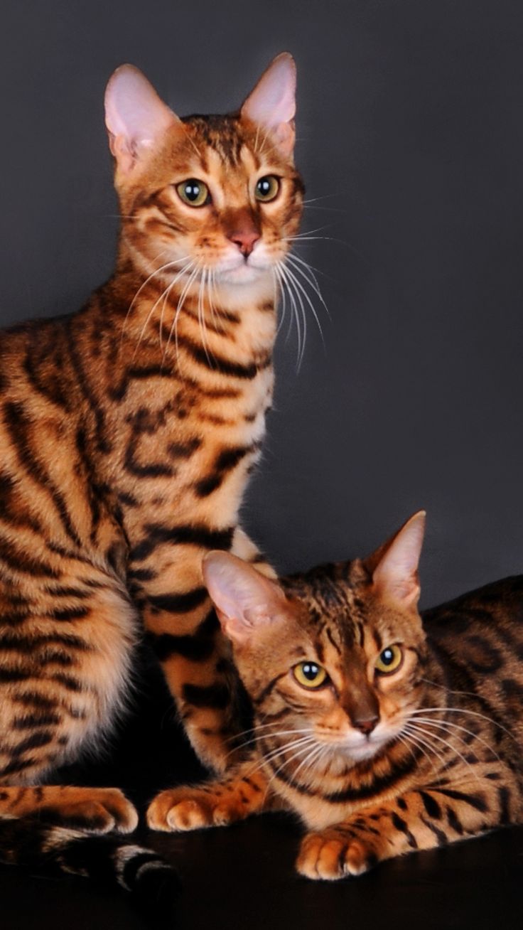 736x1308  bengal Cat Walpapers для Android - APK Download