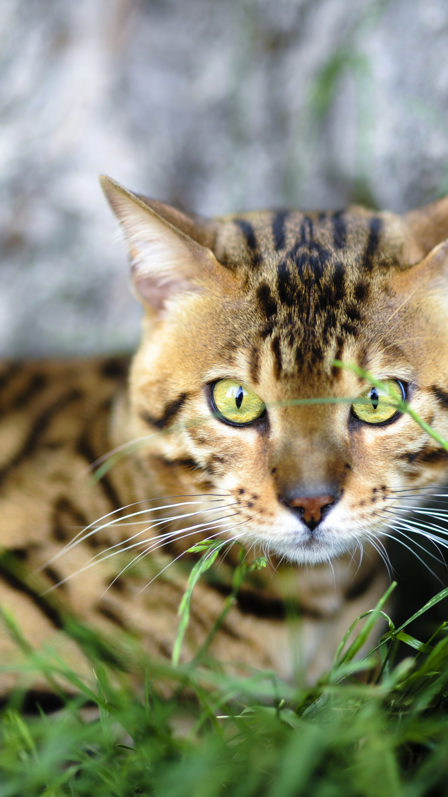 1440x2560  Dream Big, VB, Cat, иллюстрация, воображение, хоп, тигр, HD Телефон Обои | PEACKPX