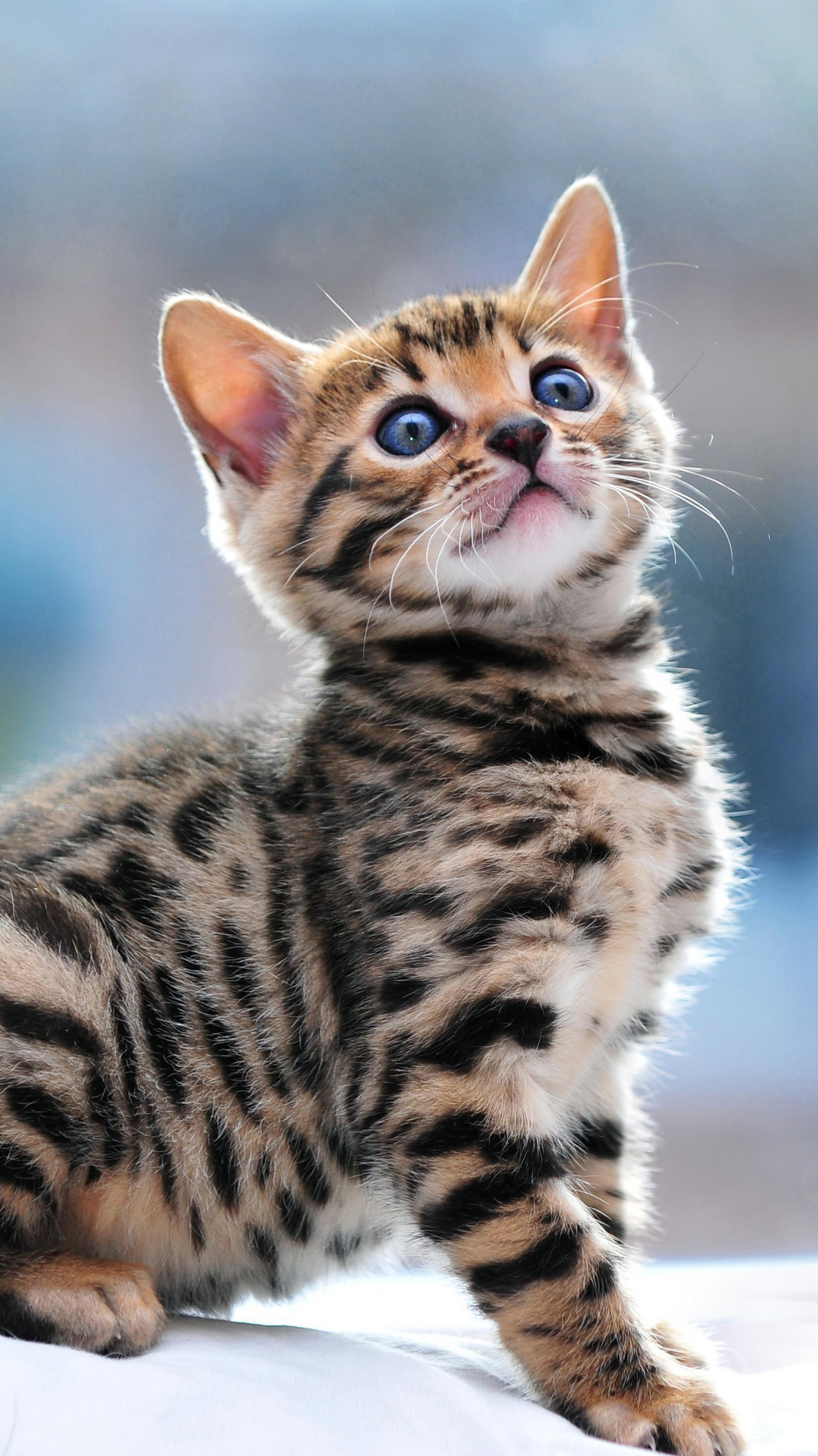 1080x1920  PIN на мобильных/iPhone Cat Wallpapers