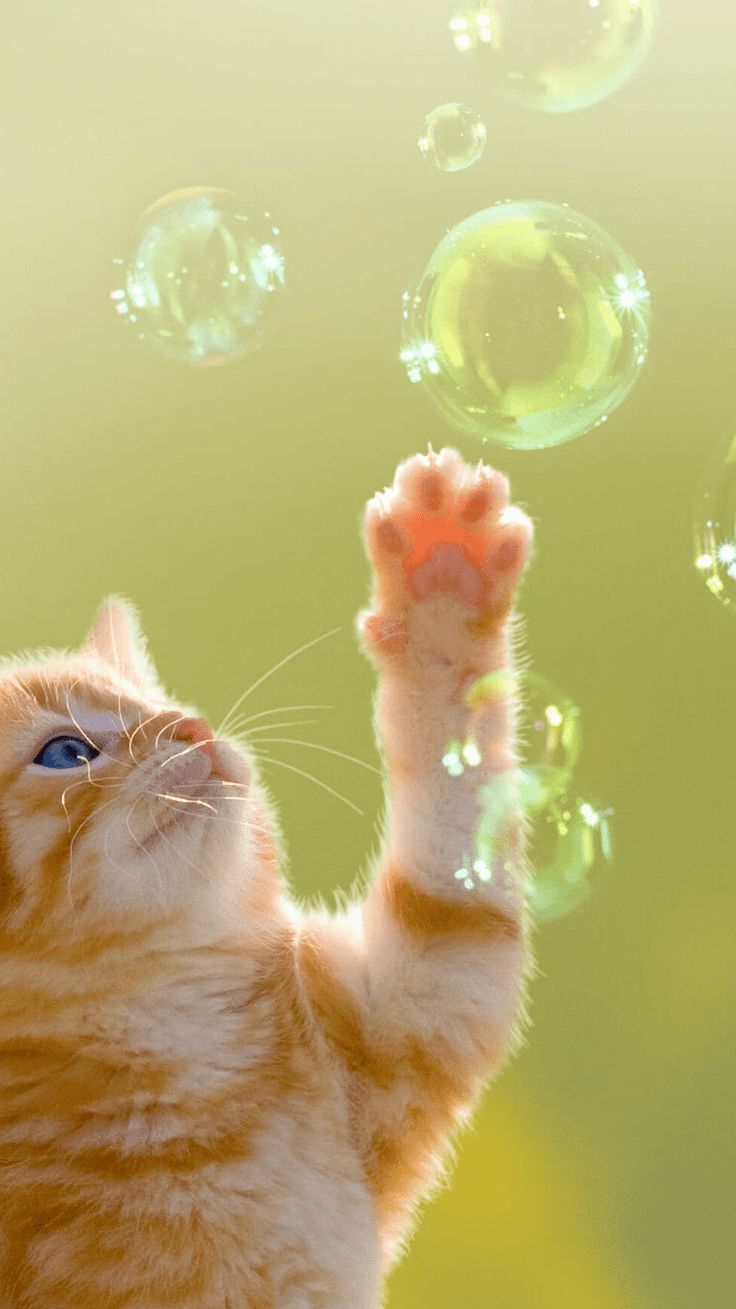 736x1309  best Bengal Cats iPhone HD обои - ilikewallpaperPIN -код от Gr Rajpoot на Cool iPhone обои HD | Фотография Big Cats, Wild Cats, Cat Photography