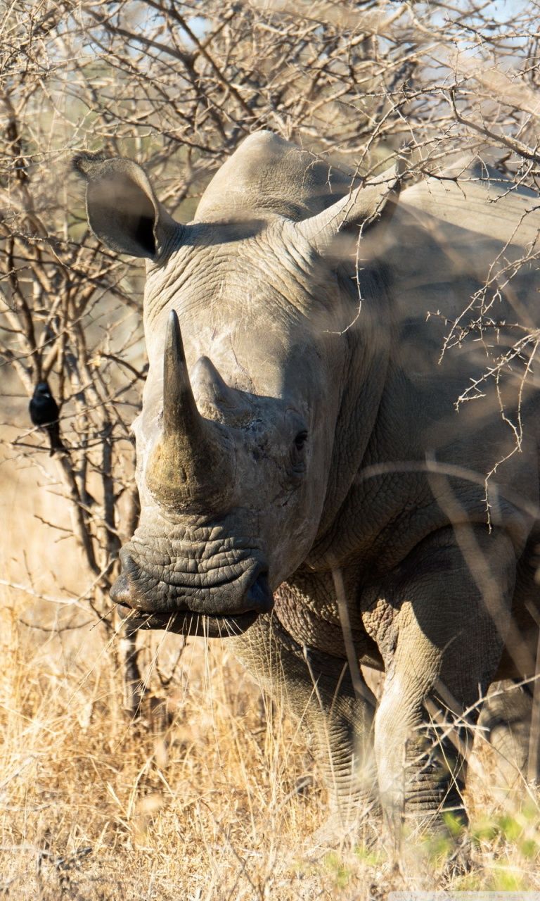 768x1280  rhino, животные, природа, rinoceronte, HD Телефон Обои | Peakpx