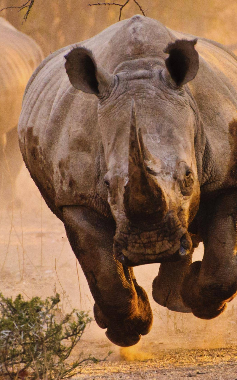 800x1280  pin de Matthew en Rhinoceros | Rinocerontes, Animales Kawaii, Dibujos