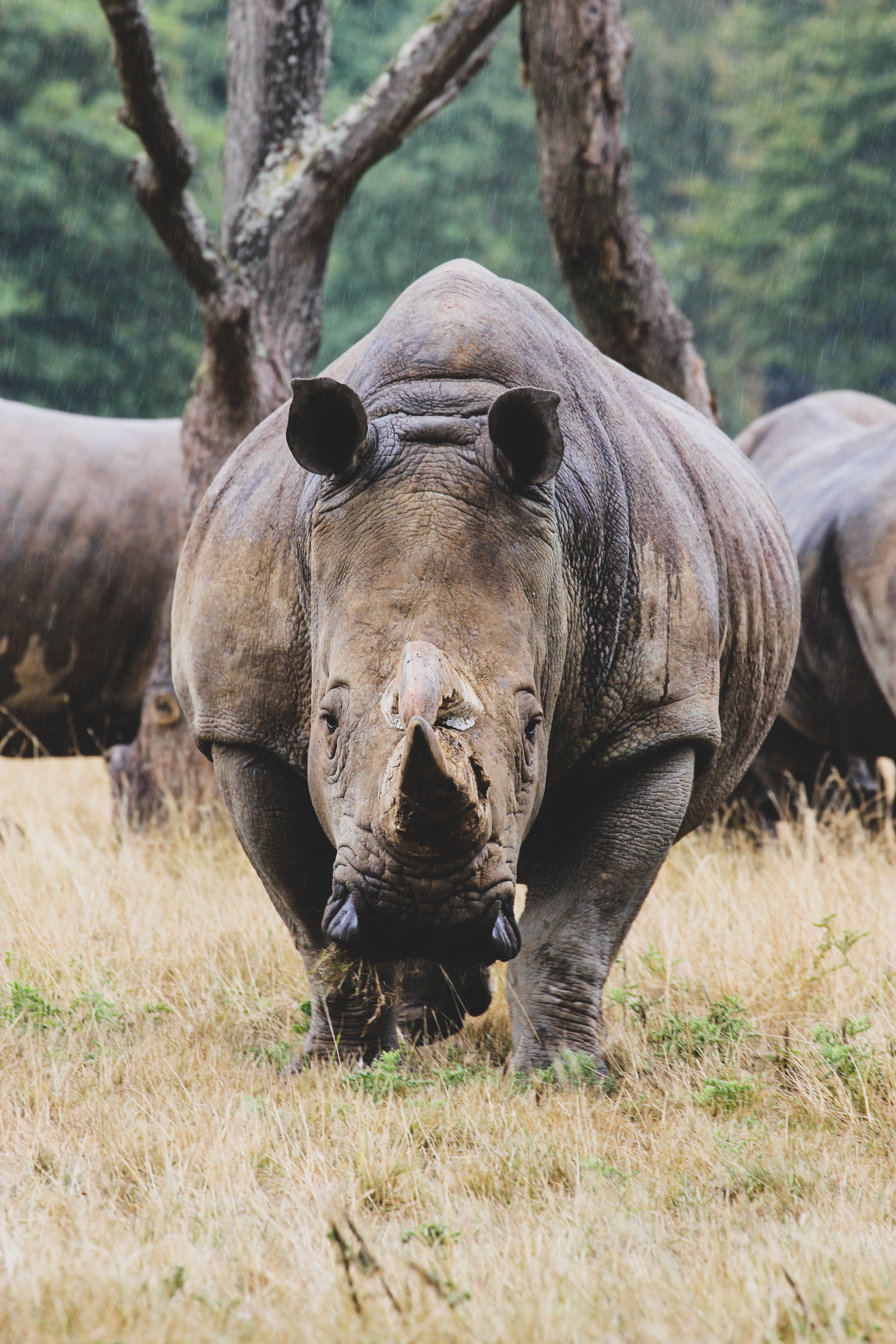 3456x5184  rhinoceros Pictures | Скачать бесплатные изображения на обои unsplash