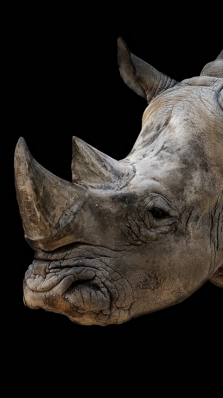 750x1334  download обои 1080x1920 Grass, Walk, Rhino Samsung Galaxy S4, S5, Note, Sony Xperia Z, Z1, Z2, Z3, HTC One, Lenovo Vibe HD ФонОбои носорог на закате 2560x1600 HD изображение, изображение 