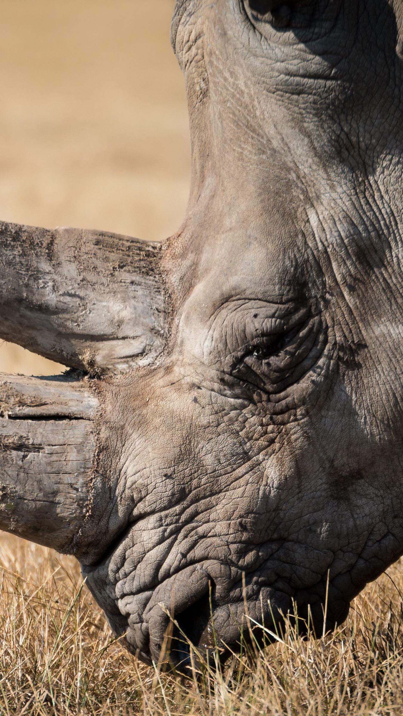 1350x2400  download обои 938x1668 грязь, носорог, жираф, природа, резерв iPhone 8/7/6S/6 для Parallax HD фоновой Скачать бесплатные изображения на unsplash