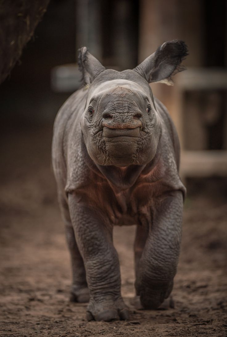 736x1092  rhinochero 1080p, 2k, 4K, 5K HD обои бесплатно скачать | Обои Flare