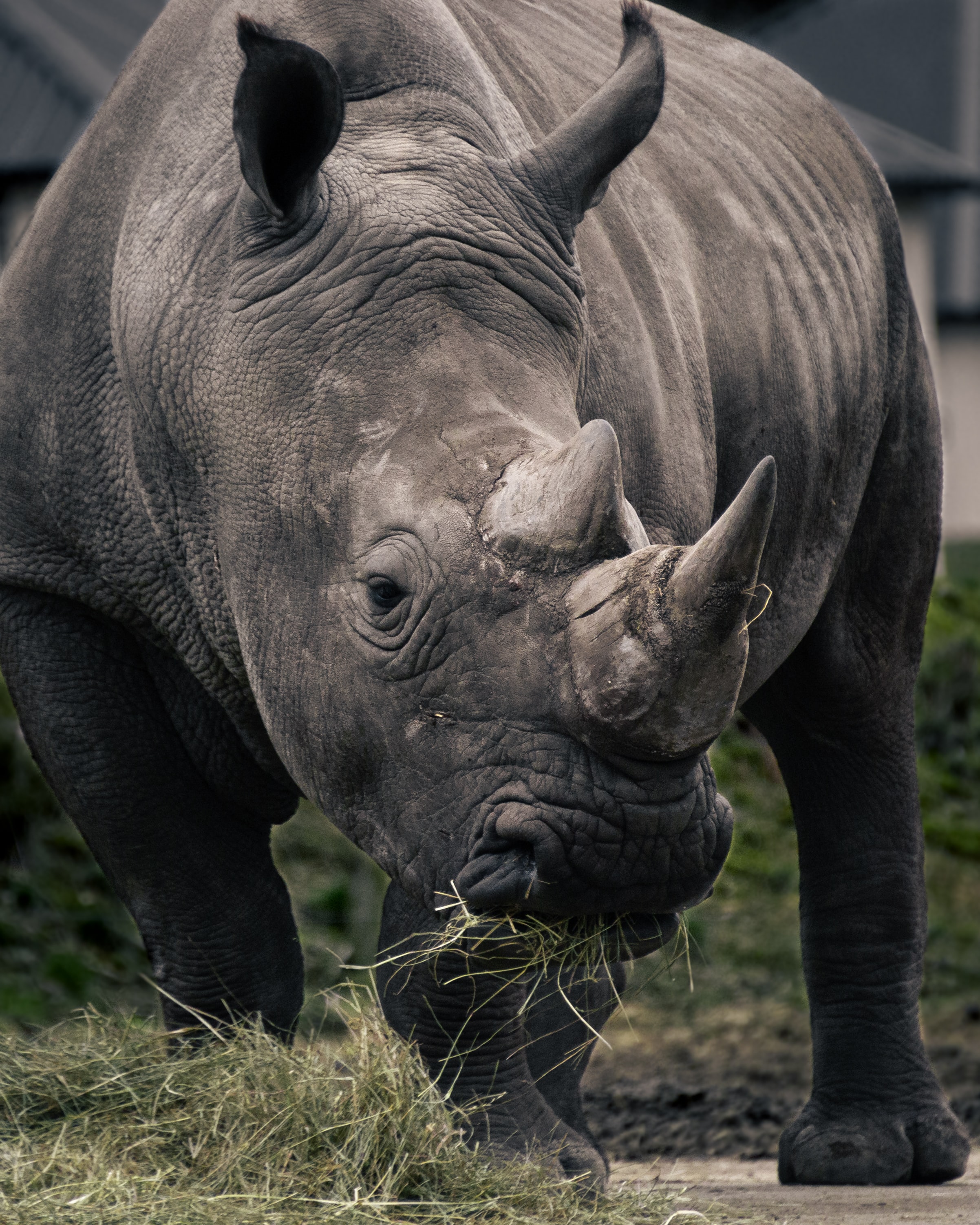 2404x3005  Rhino обои HD для Android - APK Download