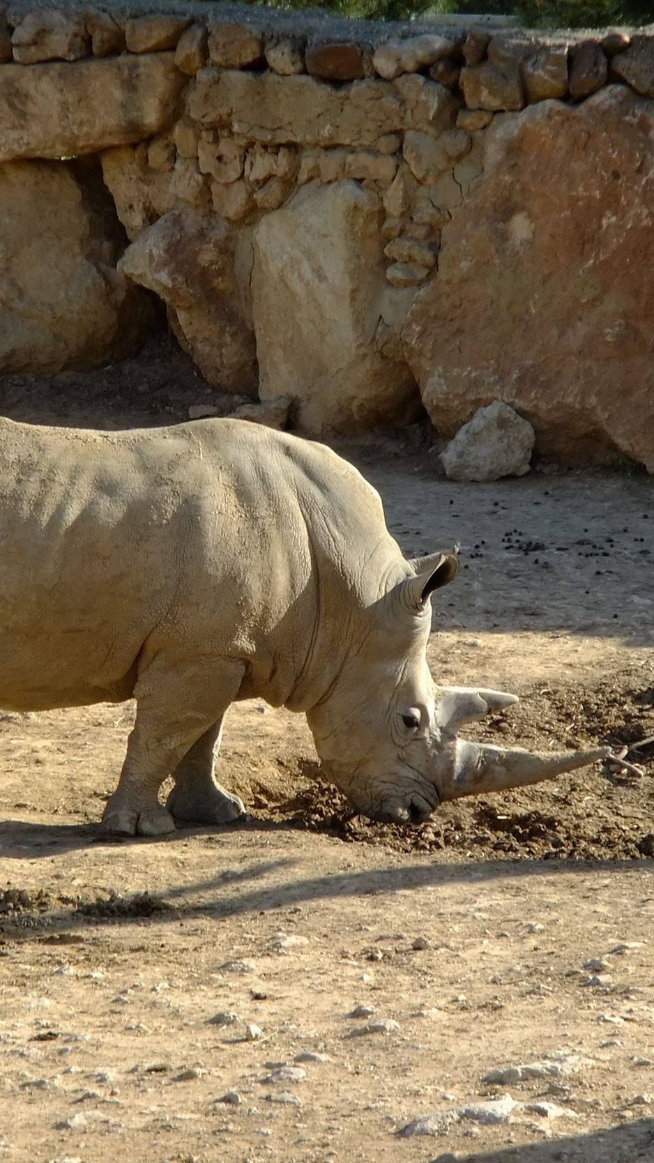 938x1668   Rhinoceros Pictures | Загрузите бесплатные изображения на обои Unsplash