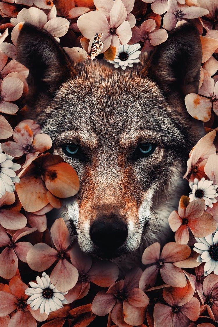 Pin von anna ken auf Wolf | Wolf Hintergrundbild, Geisttier, Уровень обои 