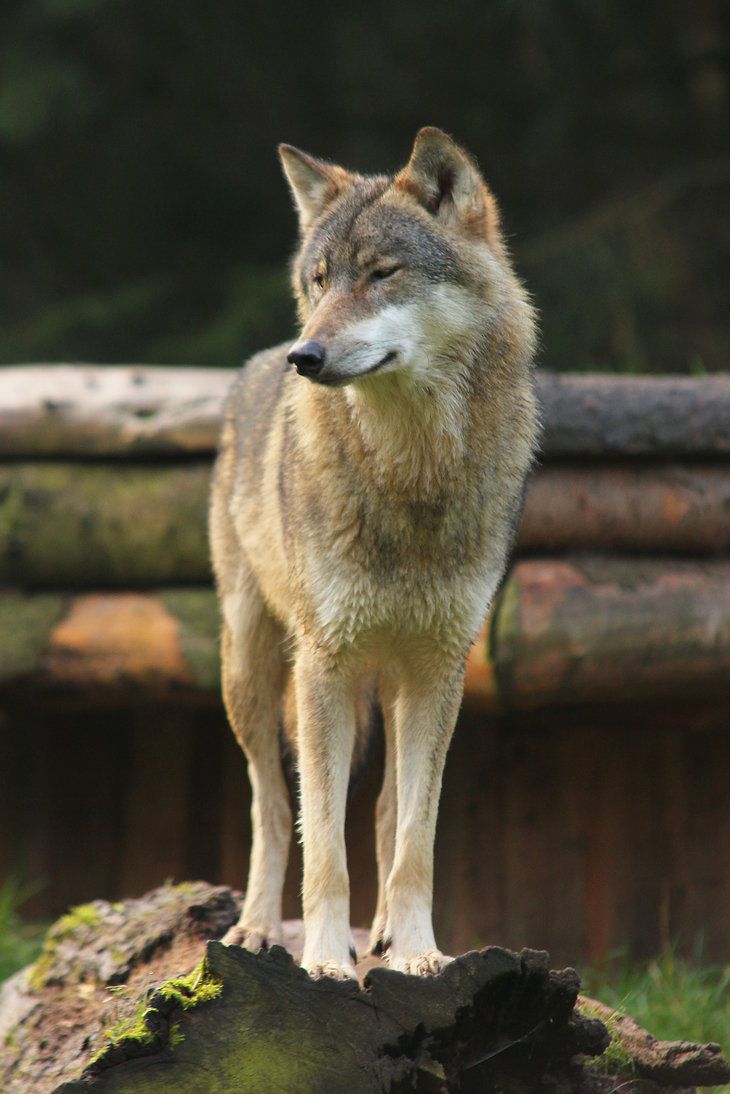 730x1094  resultado de Imageem Para обои Wolf Phone Full HD | Волные обои, животные, Snow Wolf