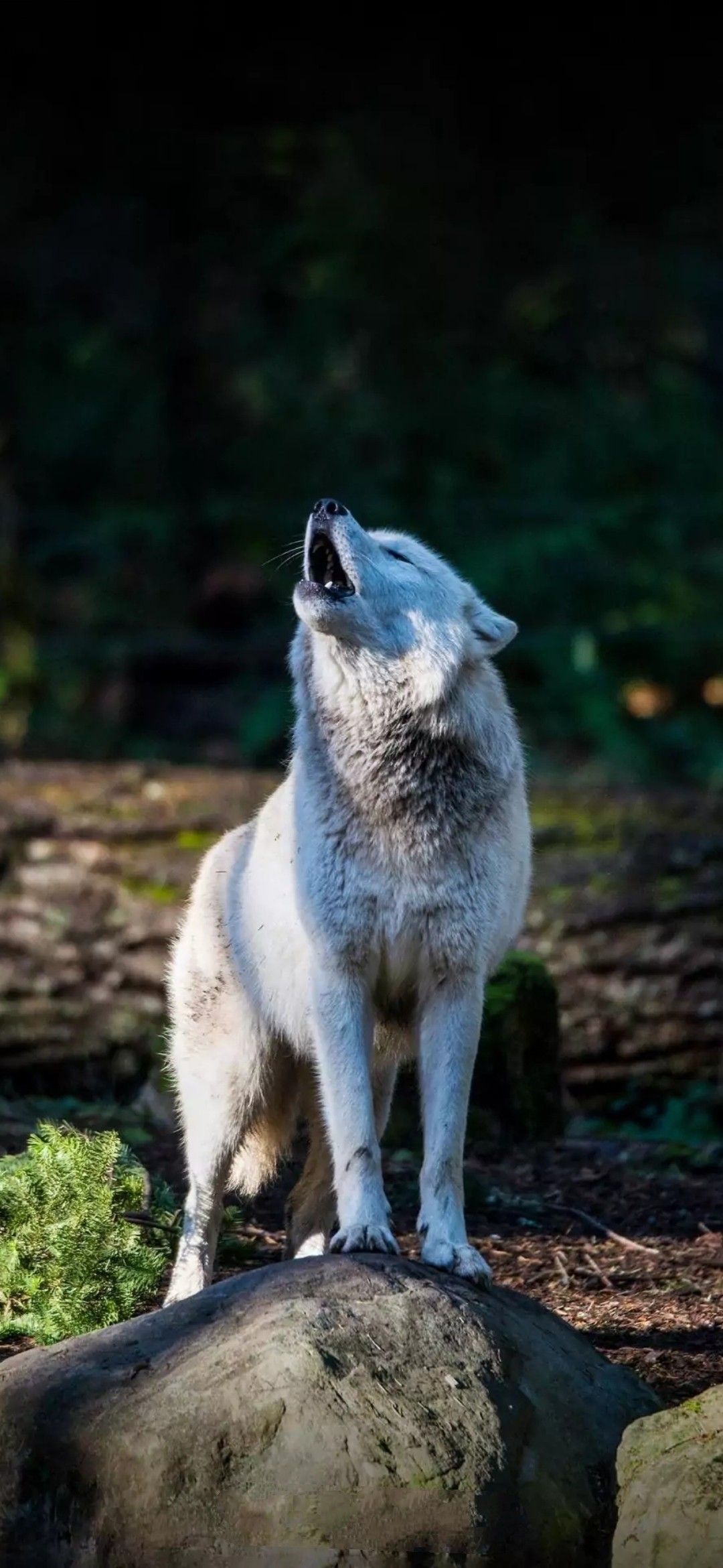 1080x2340   Вольф обоев, дл, аунроид - СКАГАТАТА APK