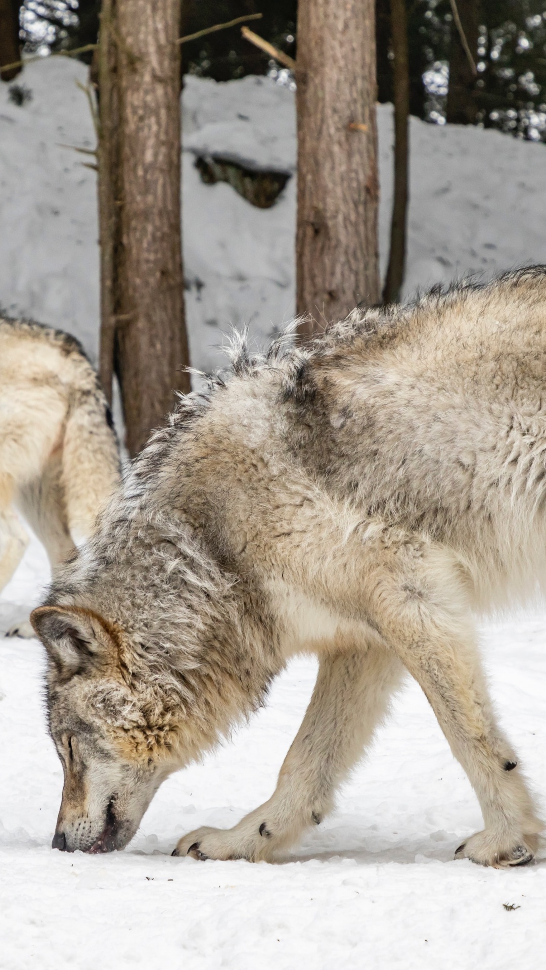 1080x1920  discover 88888888 «Популярные видео | TIKTOK