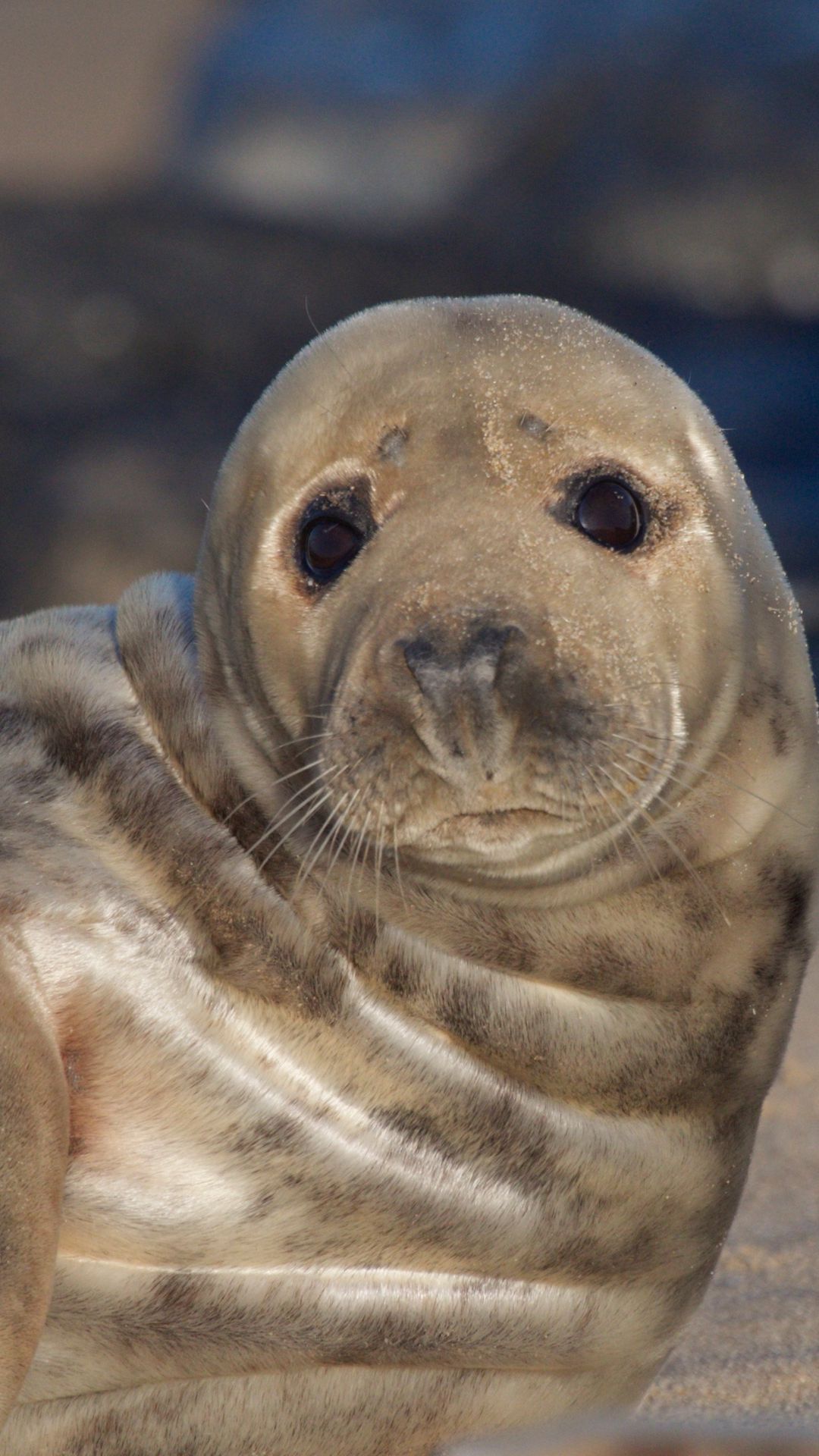 1080x1920   Download Обои 1350x2400 меховой уплотнение, игривая, пара iPhone 8+/7+/6s+/6+для Parallax HD фоновое значение 