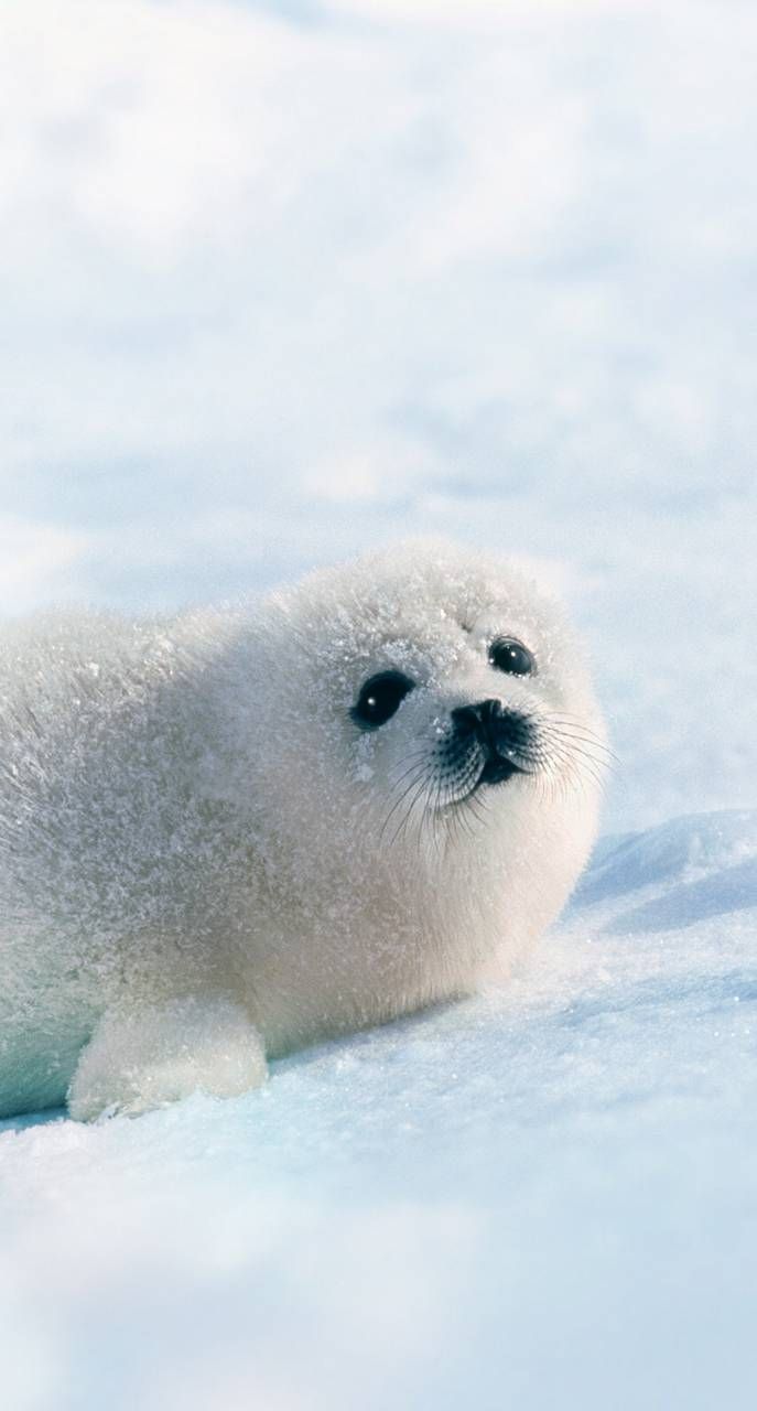 687x1280  harp seal обои - обои пещера 