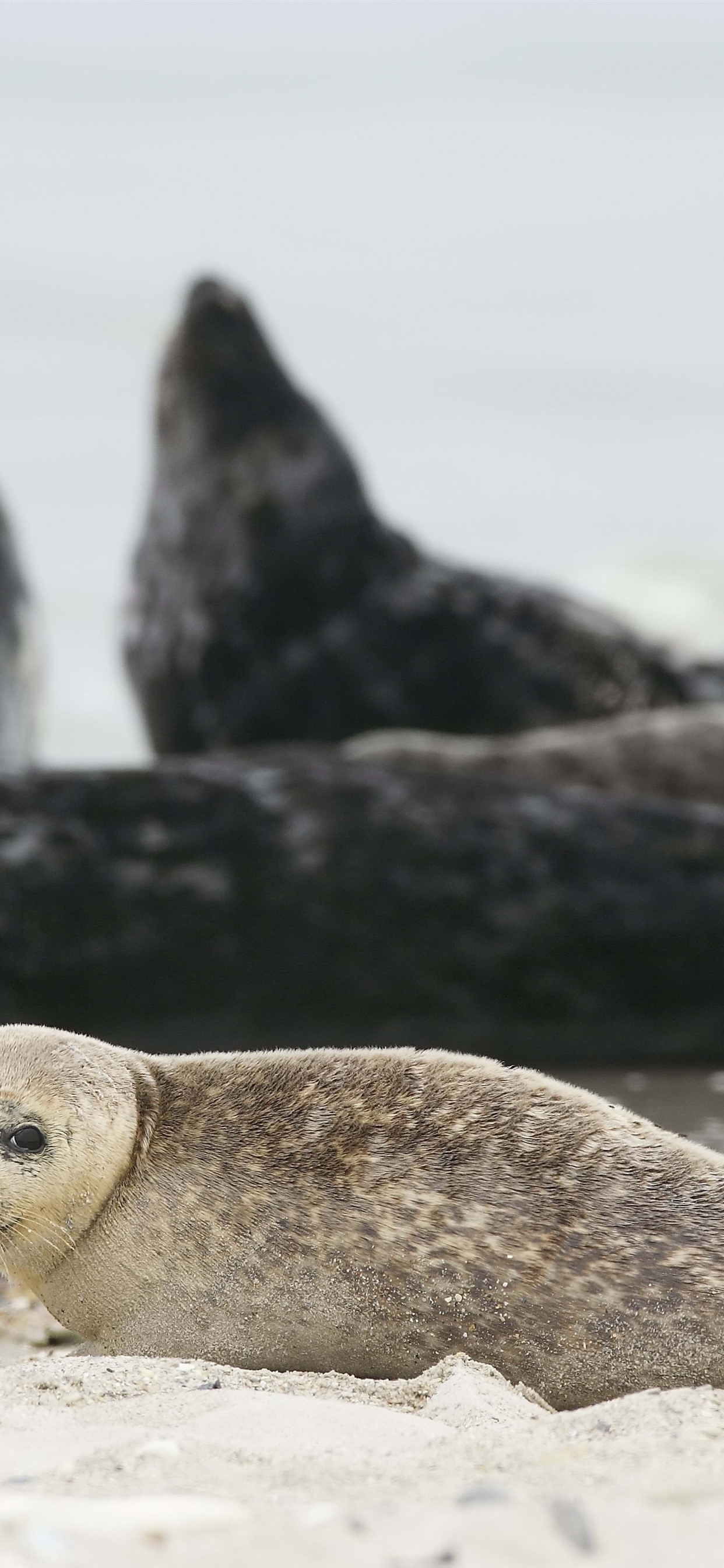 1242x2688  470 идеи уплотнения 