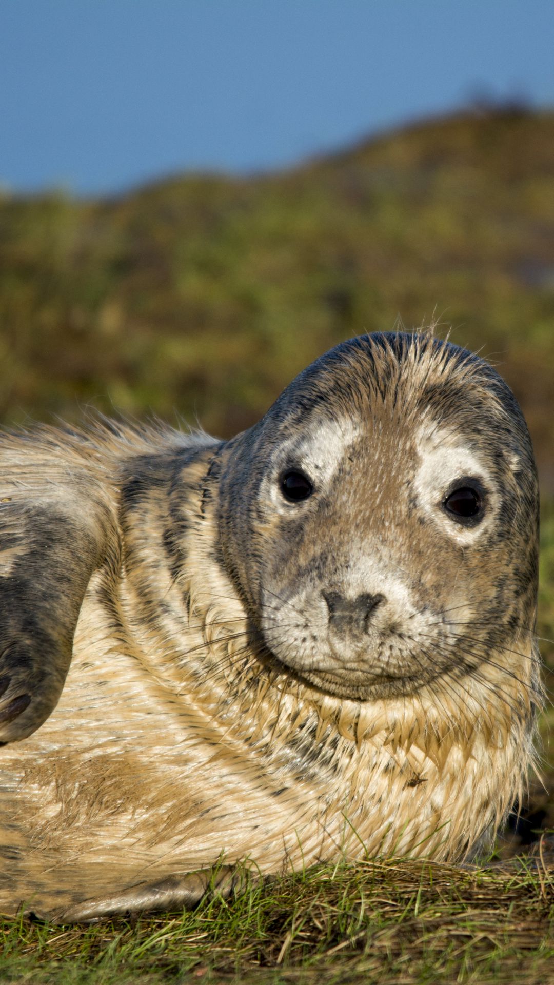 1080x1920   Wallpaper милая меховая уплотнение, пляж 5120x2880 UHD 5K Picture, Image